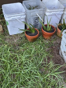 2 Aloe Vera Plants in Food Grade Buckets For Sale - Picture 1 of 3