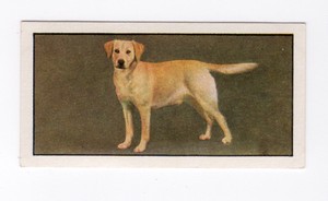 Barbers Tea Dog Card 1961. #01 Labrador (Yellow)