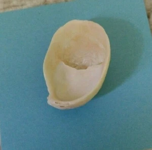 Atlantic Slipper Shell Craft Beach Island of Palms SC 32.784150, -79.78862 - Bild 1 von 7