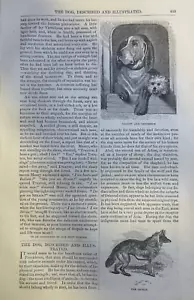 1855 Dogs Wolf Bull Dog Jackal Greyhound Terrier Mastiff Water Spaniel Pointer - Picture 1 of 4