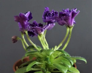 Hunter's Black Talon 2 Blätter/2 leaves African Violet Usambaraveilchen - Bild 1 von 1