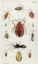 1790 INSECTS (entomology) - Hand coloured engraving with passepartout (00356)