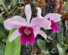 Orchid Orchidee Laelia purpurata delicata x purpurata roxo-violetta (27 Sr)