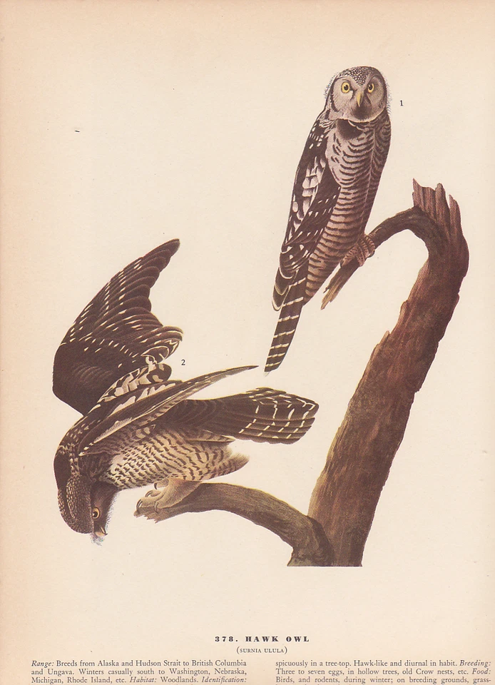 Audubon 1942 Vintage Birds #378 "Hawk OWL" Full Color Art Plate Lithograph