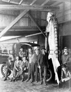 ANTIQUE PRE 1900 8X10 REPRODUCTION PHOTOGRAPH PRINT STURGEON FISHING #1 - Picture 1 of 1