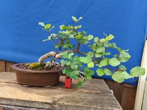 bonsai di carrubo h 25 cm visita il negozio - Foto 1 di 8