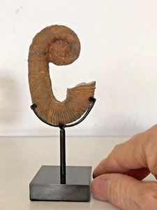 Fossil Ammonite Heteromorph On Bronze Stand - Picture 1 of 11