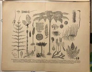 Moss Varieties Lycopodium More Engraving Print From 1800s E9 - Picture 1 of 2