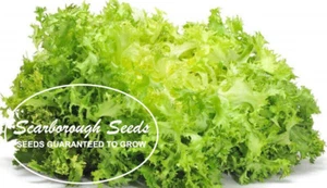 SCARBOROUGH SEED Endive Green Curled Ruffec 1000 Seeds heirloom Non-GMO - Picture 1 of 5