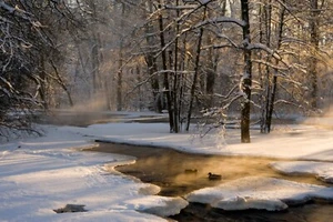 Photo Art Wall Mural-SNOW WINTER MORNING-(6952)-NON WOVEN-Wallpaper-Forest XXL - Picture 1 of 1