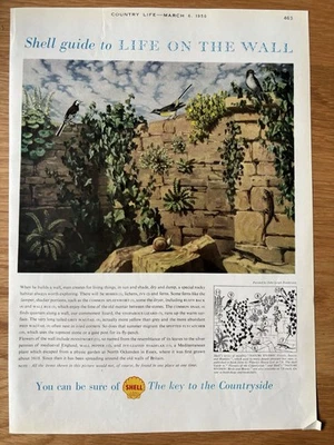 Leigh Pemberton SHELL GUIDE TO LIFE BY THE WALL ADVERT 1958 Plants Hedgehogs AD - Image 1 of 2