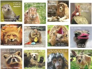 12 Funny Animals Square Birthday Greeting cards & Envelopes for Men & Women - Picture 1 of 17