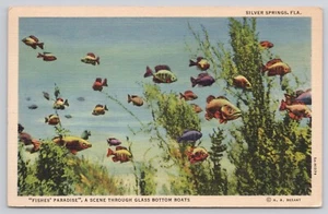 Silver Springs Florida FL Fishes Paradise Scene in Glass Bottom Boats Postcard - Picture 1 of 2