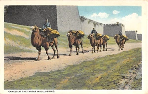 um 1920 Kamele an der Tatarenmauer Peking Peking China Postkarte - Bild 1 von 2