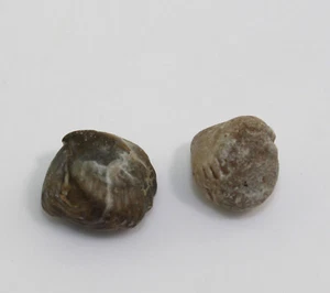 Brachiopode, Sphaerirhynchia wilsoni, Silur, Gothemhammar, Gotland, SWE-a956 - Bild 1 von 6