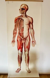 Große Anatomie Lehrtafel von Deutsche Hygiene Museum, Dresden, 1996 - Bild 1 von 13