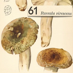 Hongo verde agrietado Brittlegill impresión litográfica de colección Otto Uzak 1951 - Imagen 1 de 2