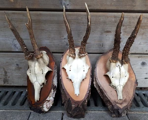 3x ca 25cm präparat Geweih Bockgeweih Reh Rotwild jagd trophäe - Dachbodenfund - Bild 1 von 4