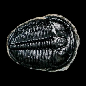 1 Zoll Elrathia Kingi Trilobit Fossil Utah Kambrium 521 Millionen Jahre alt Echtheitszertifikat - Bild 1 von 7