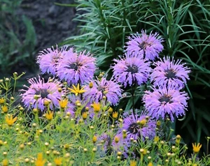 Indianernessel Goldmelisse Monarda Sugar Buzz 'Blue Moon' Staude im 1-Liter Topf - Bild 1 von 4