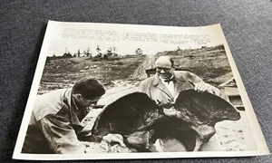 1961 UPI Photo ICE AGE Mammoth or Bison bones pelvis Washington & News item - Picture 1 of 3
