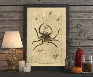 Spettrale Barbaro Ragnatela Poster Halloween Decorazione Halloween Aracnidi - Foto 1 di 4