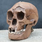 Homo floresiensis - 