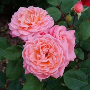 4.5 in. Quart, Reminiscent Coral Rose (Rosa), Live Plant, Shrub, Pink Flowers - Picture 1 of 6