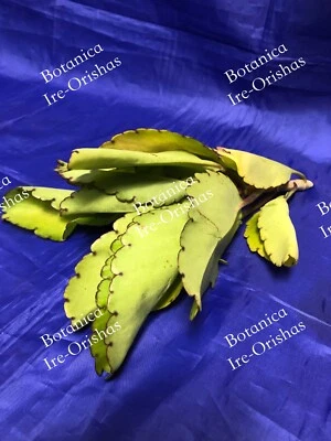 EWE DUN DUN SIEMPRE VIVA PRODIGIOSA PLANTA HIERBA religión yoruba africana