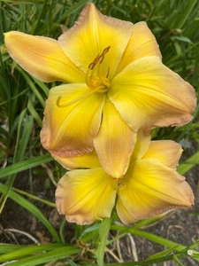 Substantial Evidence - Daylily Live Plant 2 Fans Perennial Flower - Picture 1 of 1