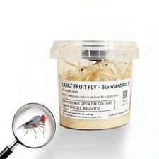 FLIGHTLESS FRUIT FLY CULTURE | Quality Guaranteed