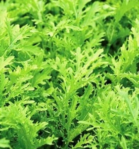 Sale**1 Oz(11,200 Seeds) Lime Streaks Mizuna Seeds - Picture 1 of 1