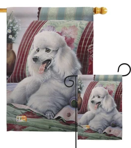 Caniche mascotas perro cachorro juguete en miniatura raza jardín casa patio bandera - Imagen 1 de 13