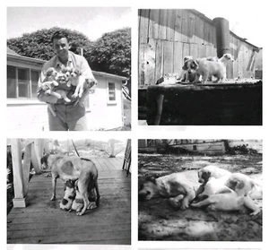 8 Vintage Old 1940s Photos of DOG Puppies Miller Farm ARROYO GRANDE California - Picture 1 of 8
