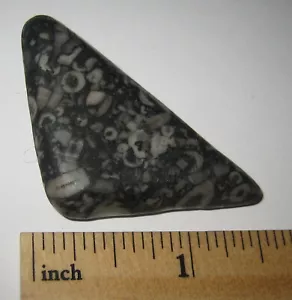 PIEDRA FÓSIL DE MÁRMOL CRINOIDE NATURAL CAÍDA 2" DEL FONDO DEL OCÉANO ~ 14.3g *28 - Imagen 1 de 2