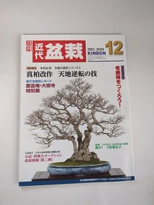 Kinfai Bonsai KINBON Dec 2020 Juniper Restyle - Picture 1 of 5