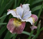 Siberian Iris - Sugar Rush - Cottage garden perennial - 1 x bareroot
