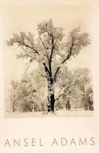 Oak Tree Snowstorm-Yosemite National Park, California by Ansel Adams (61 x 91.5) - Picture 1 of 1