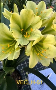 Valewoods H51 (Hirao) x CM9 Bronze (V64) 3 seeds - Picture 1 of 2