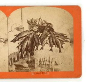 Good Luck große Gruppe Fisch Stereoansicht - Bild 1 von 3