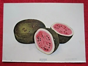 ANTIKER WASSERMELONEN-LITHOGRAPHIEDRUCK 1904 - Bild 1 von 1