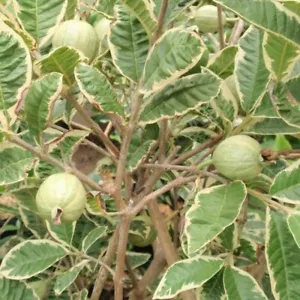 Grafteed Variegated Guava Fruit Tree Free Pitosanitari - Picture 1 of 7