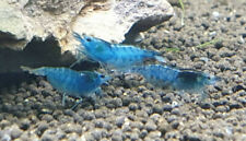 10+1  Blue Velvet Shrimp Freshwater Neocaridina Aquarium Shrimp. Live Guarantee