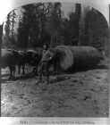 Logging In Northern California,Ca,C1891,Ox Team Pulling Lumber,Man,Wooded Area