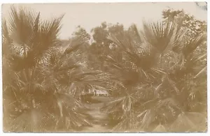 Garden Palms Near Adelaide South Australia S.A. Mystery Photo Postcard RPPC 1907 - Picture 1 of 3