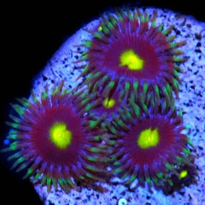CORALS OF EDEN ~ Lightning Flash Zoanthid Coral Frag - Live Coral for Sale LPS - Picture 1 of 5