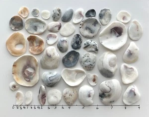 41 Natural Oyster Almeja Shell Perlado Frag Playa Conchas de Mar Joyería Artesanía EE. UU. - Imagen 1 de 20