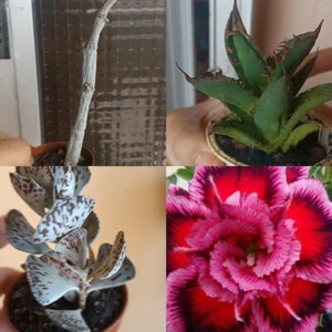 4 Suculentas, Agave, Ceropegia, Kalanchoe, Rosa Del Desierto - Picture 1 of 2