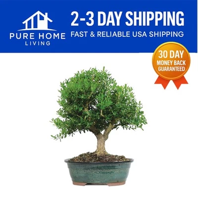 Elegant 8--Old Harland Boxwood Bonsai Tree - 10" to 14" Tall, Gift-Ready - Image 1 of 4