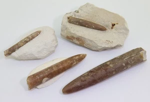 Belemniten, Gonioteuthis granulata, Kreide, Campan, Schwicheld, Deutschland-L668 - Picture 1 of 7